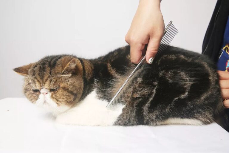 统一大市场 公平竞未来